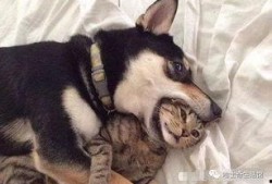 狗子今日爆料视频下载