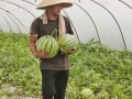 兰州吃瓜网站免费入口,免费入口带你畅游美食世界